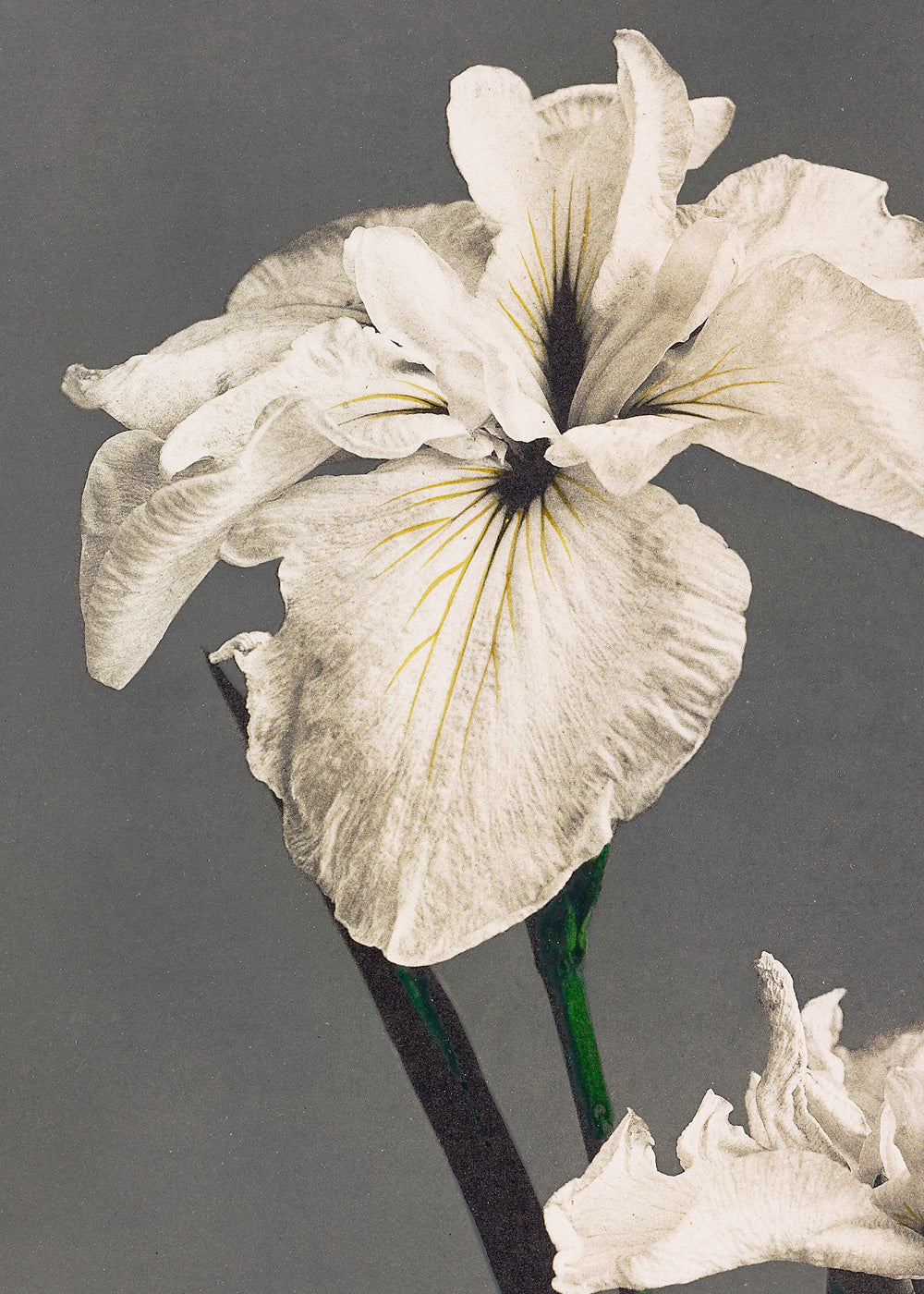 Iris collotype